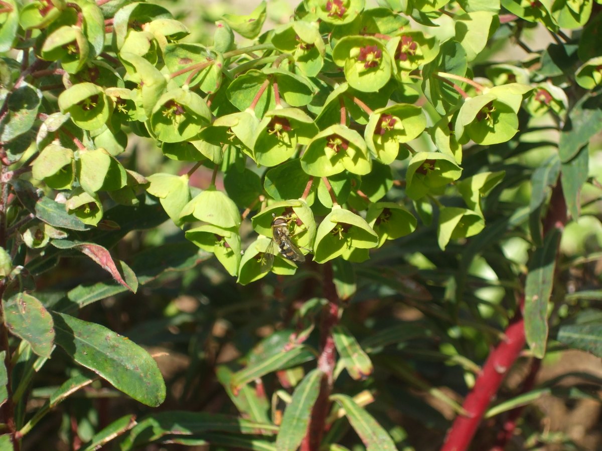 Girlinthe's tweet photo. @melindahaunton No bees have been willing to pose for their portraits today, so here's a #BonusHoverFly on the euphorbia and #BonusBeetle on the scillas instead. #JacobinDay #CrapJacobinDay https://t.co/fG0VQ8ekKe