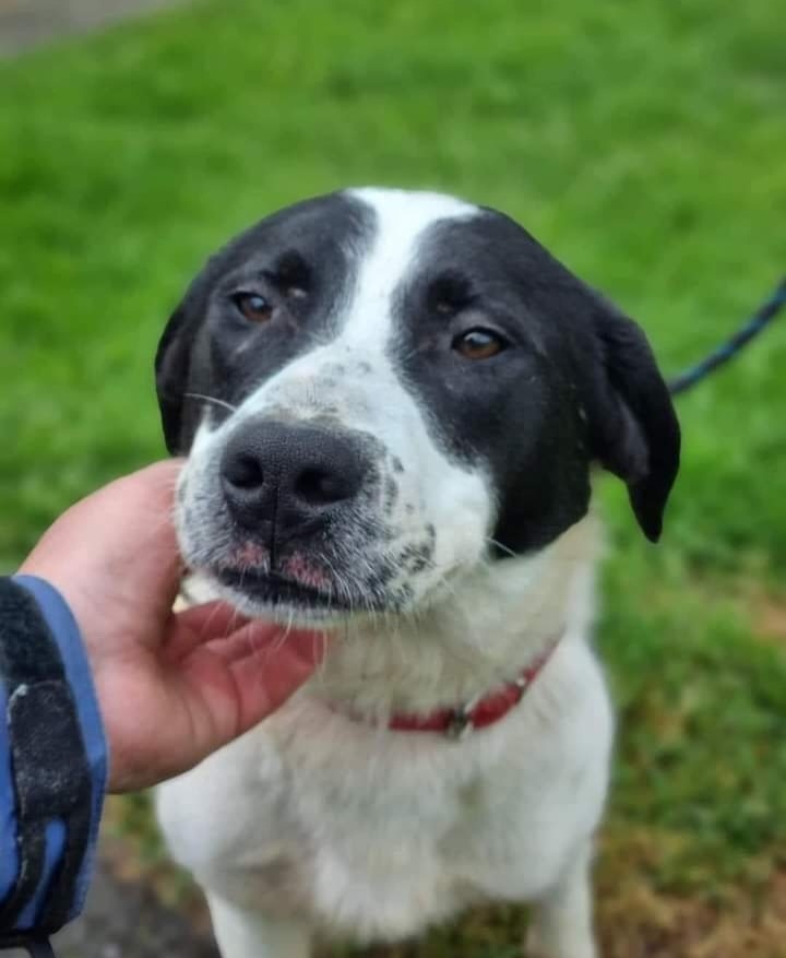 SCDRFundraisers's tweet photo. Can  we all join forces far and wide to help find Crystal find a home  mainland UK. She is a gorgeous girl, her somebody is definately out there. Please read about her below and dm us here if you are interested in fostering or adopting ❤ thank you https://t.co/XmVMxuVPWd