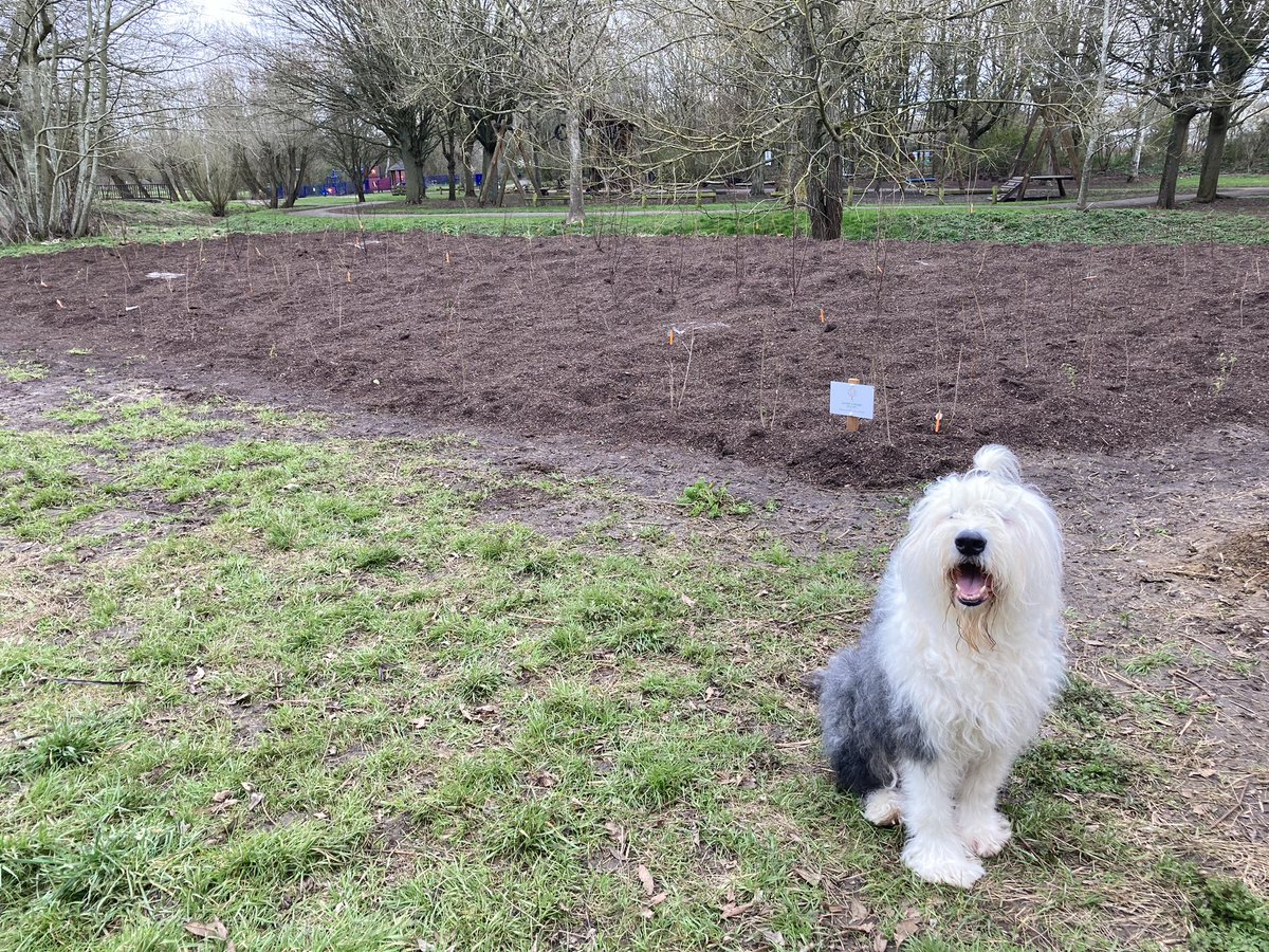 Happy #TongueOutTuesday from the newly planted #TinyForest in the park! As the name suggests the trees are still very tiny. I thought to add some fertiliser but human didn’t let me do it. 🌳🌲🌿
