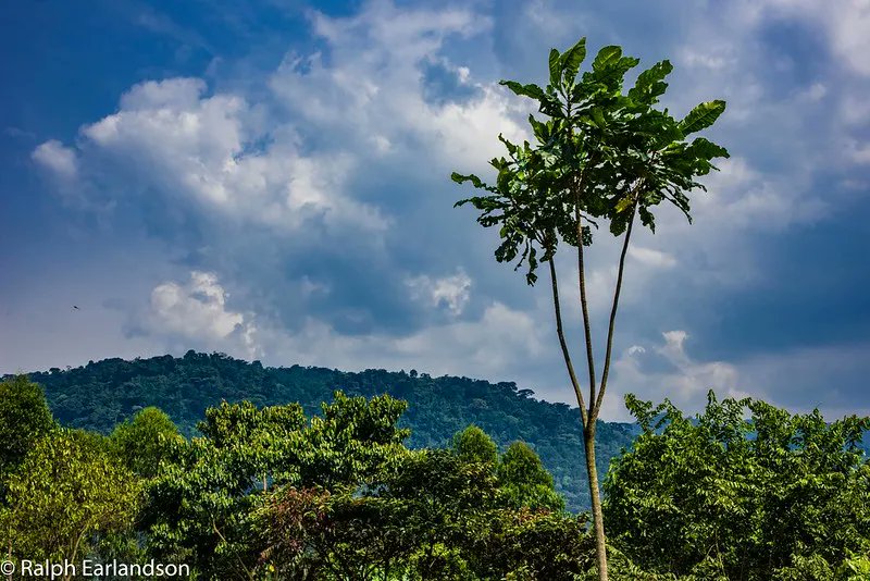Nature-based solutions are defined as “actions to protect, sustainably manage and restore ... ecosystems that address societal challenges effectively and adaptively, simultaneously providing human well-being and biodiversity benefits.” Theme pack here: buff.ly/42BFOsK