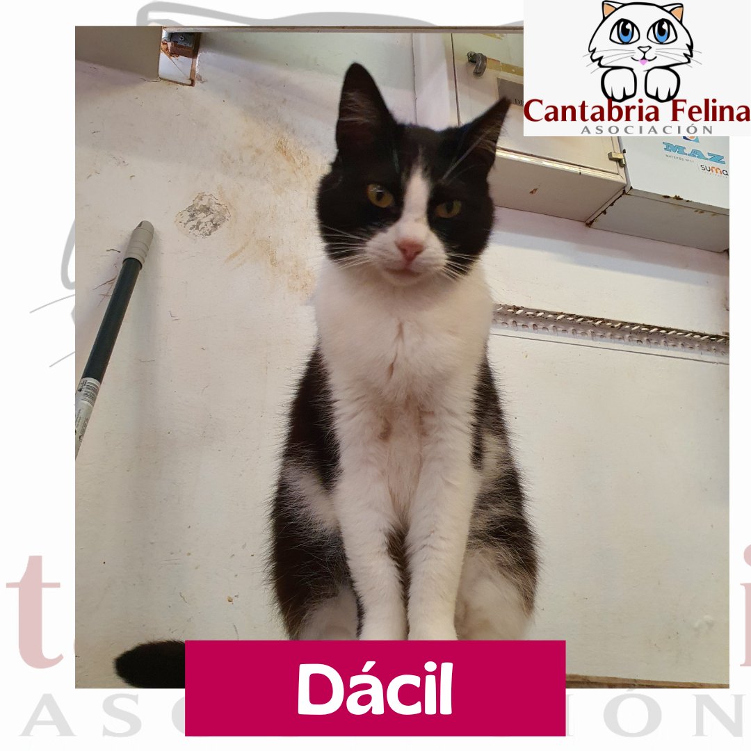 Dácil❤️está gatina fue rescatada gracias al CES para su esterilización pero resulto tan cariñosa y se adapto tan bien a la #protectora que se quedo con nosotras. 
Tiene 4 añitos y se ha vuelto un poco invisible a pesar de ser hiper cariñosa. Está en #adopcionresponsable.
#4Abril