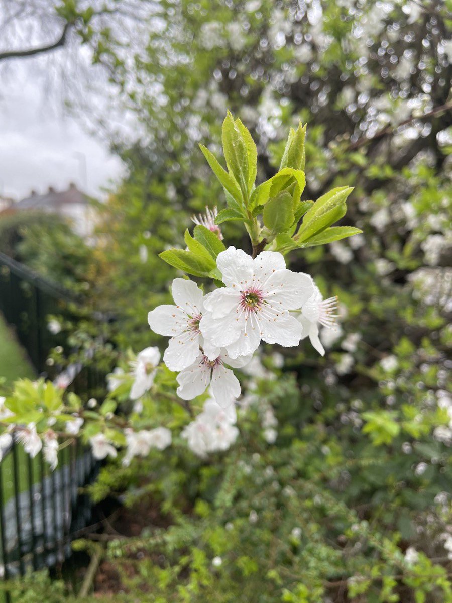 HPA_Philip_Lane's tweet image. Spring has sprung at #HPAPL. A huge thank you to Danni who has made our outdoor area feel like a spring paradise! 🌸