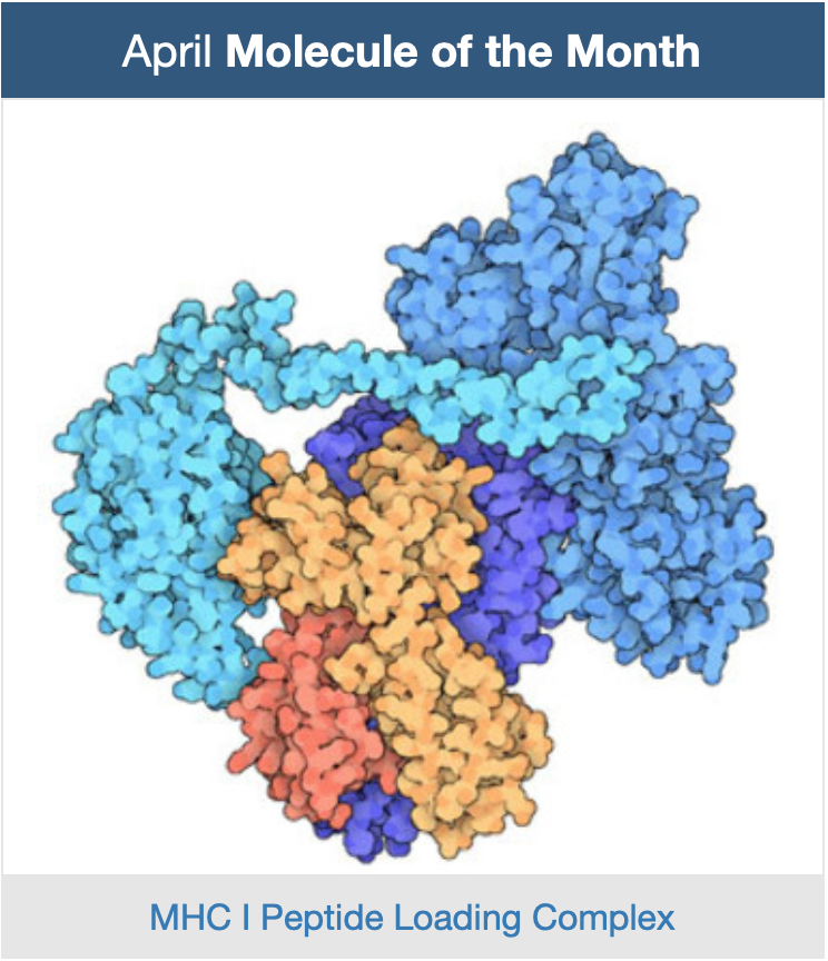 MoellerGroup's tweet photo. Amazing feeling when the structure you solved (with @DJanuliene) is highlighted as the molecule of the month. Many thanks, @dsgoodsell - highly appreciated. #oneoffthebucketlist https://t.co/D5NUCs7n1e