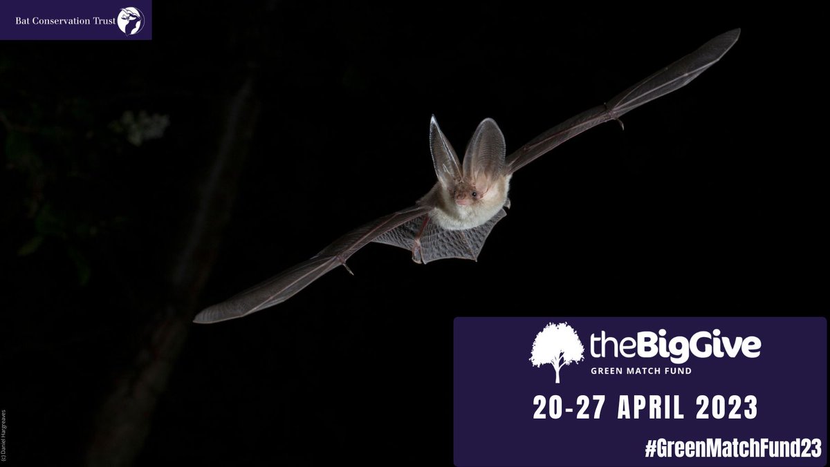 We have been selected by @BigGive for #GreenMatchFund23 which means every donation we receive up to £5,000 will be doubled! Donations must be received via the Big Give website between 20-27 April 2023. Save the date! More information here: buff.ly/3JXpl9T #BatsNeedFriends