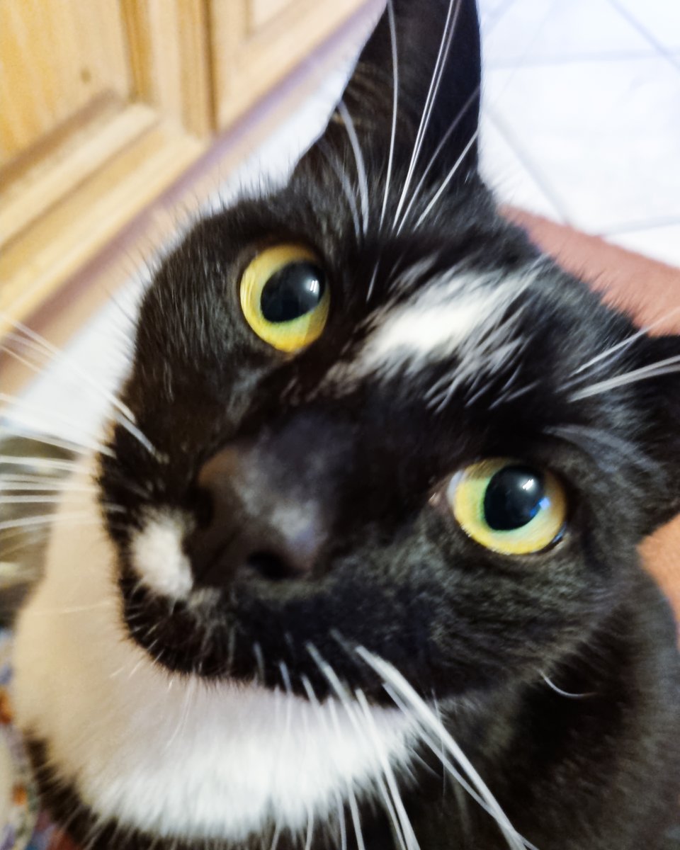 Ashleys Merwin Kitty tweet media