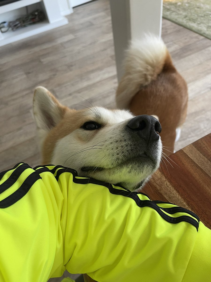 Phygify_io's tweet photo. Could you resist ? 

Our Quality Manager is just tooooo cuuuute 🙃

#web3 #fashion #doggylife #eth #phygifyit https://t.co/t4aYWXF5Ek