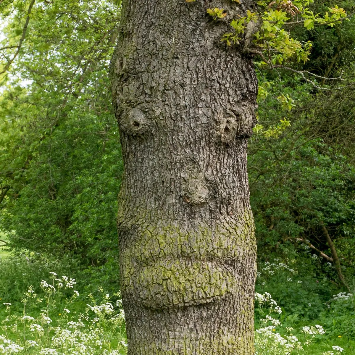 TheKentAcorn's tweet photo. It takes a second to smile, but to someone that needs it, it can last forever 🌳

Photo: John Kemp https://t.co/KPlSbrFB9x