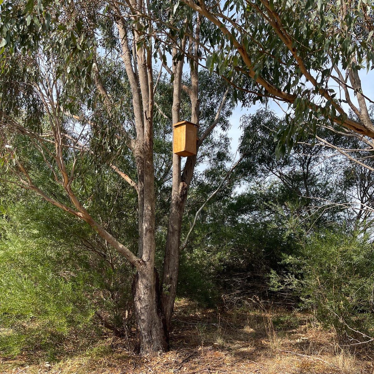 gracialouise's tweet photo. One last time, to the ringtail idyll that is home to Violet, Ada, Agnès, and Hilda (as of November), and Sid, Noodles, Feeney, and Finnius (as of April). May the eight of them, and their descendants, live long, happy lives.
#possums
#softrelease
#wildlifefoster https://t.co/ANoyh0WhlA