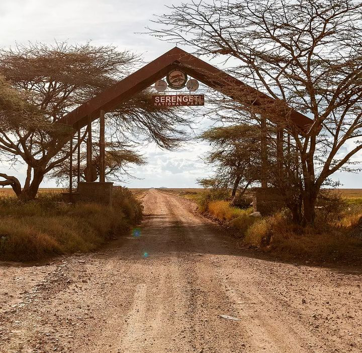 BikotoursC's tweet photo. Discover the breathtaking beauty of Tanzania's wildlife on a once-in-a-lifetime journey with our reasonable Tanzania safari! Get in touch with us directly for more details about your forthcoming Tanzania safari with us!
https://t.co/v8cSmmwqtl
#wildlifephotography #NatureBeauty https://t.co/55gJg797UH