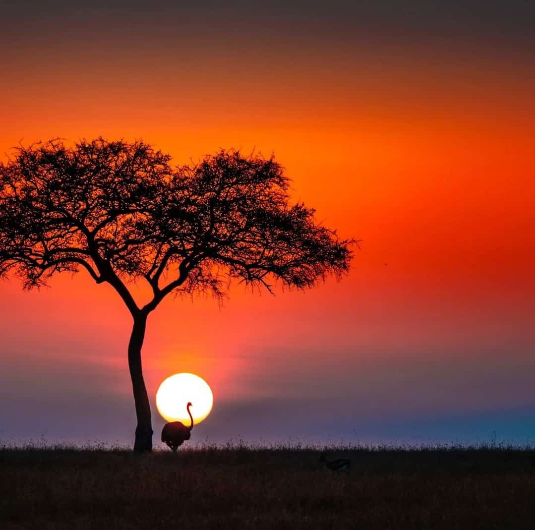 BikotoursC's tweet photo. Discover the breathtaking beauty of Tanzania's wildlife on a once-in-a-lifetime journey with our reasonable Tanzania safari! Get in touch with us directly for more details about your forthcoming Tanzania safari with us!
https://t.co/v8cSmmwqtl
#wildlifephotography #NatureBeauty https://t.co/55gJg797UH