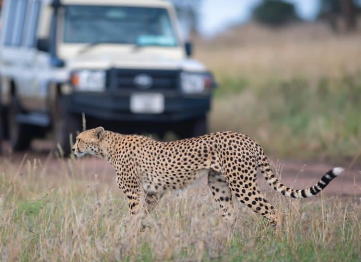 BikotoursC's tweet photo. Discover the breathtaking beauty of Tanzania's wildlife on a once-in-a-lifetime journey with our reasonable Tanzania safari! Get in touch with us directly for more details about your forthcoming Tanzania safari with us!
https://t.co/v8cSmmwqtl
#wildlifephotography #NatureBeauty https://t.co/55gJg797UH