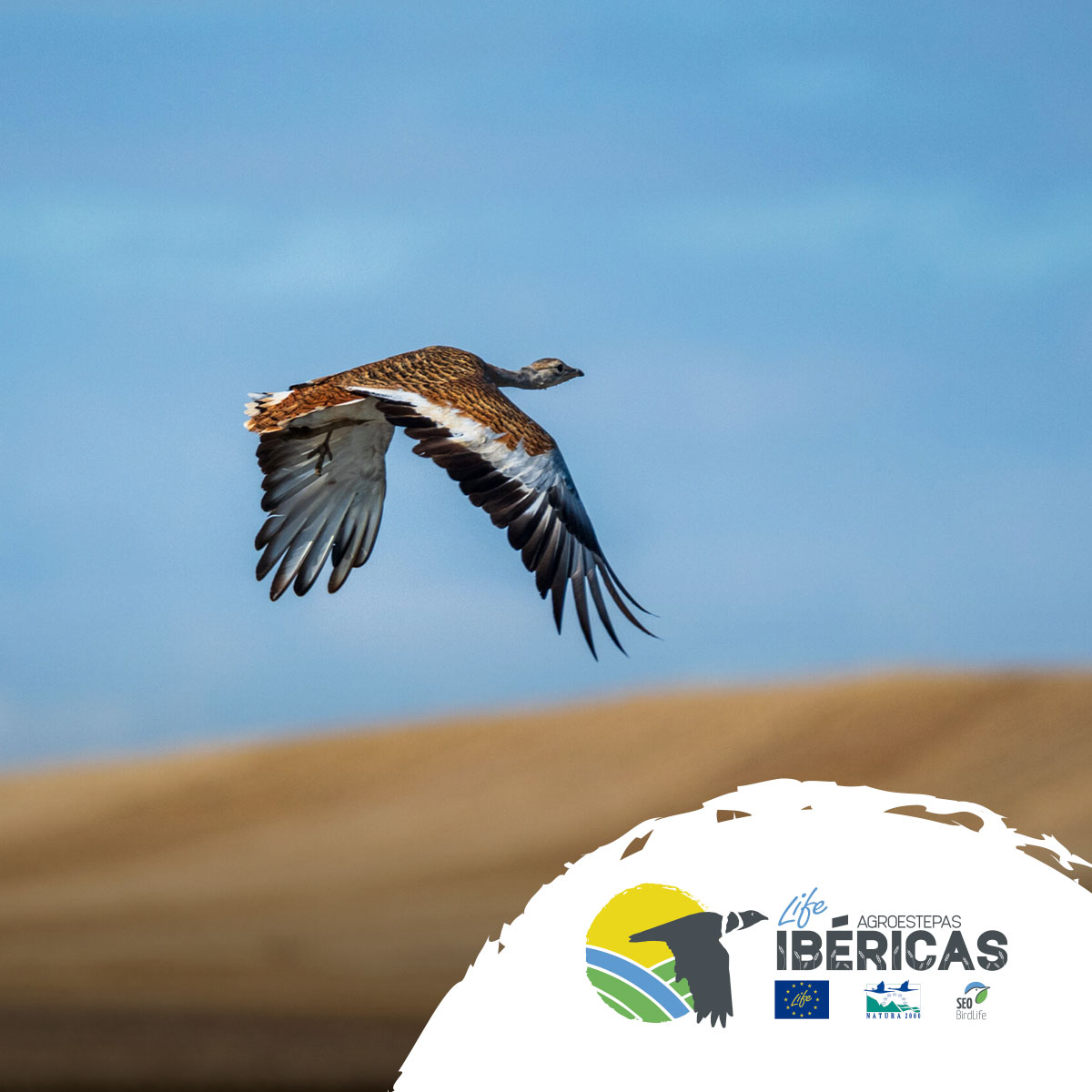 𝗢𝗯𝗷𝗲𝘁𝗶𝘃𝗼 𝗻.𝟭 | Colaborar con el sector agrario 👩‍🌾 para promover las medidas necesarias para garantizar la regeneración de los pastos mediterráneos y 𝗽𝗿𝗲𝘀𝗲𝗿𝘃𝗮𝗰𝗶𝗼́𝗻 𝗱𝗲 𝗲𝘀𝗽𝗲𝗰𝗶𝗲𝘀 𝗲𝗻 𝗽𝗲𝗹𝗶𝗴𝗿𝗼 𝗱𝗲 𝗲𝘅𝘁𝗶𝗻𝗰𝗶𝗼́𝗻
<a href="/LIFEprogramme/">LIFE Programme</a> <a href="/SEO_BirdLife/">SEO/BirdLife</a>