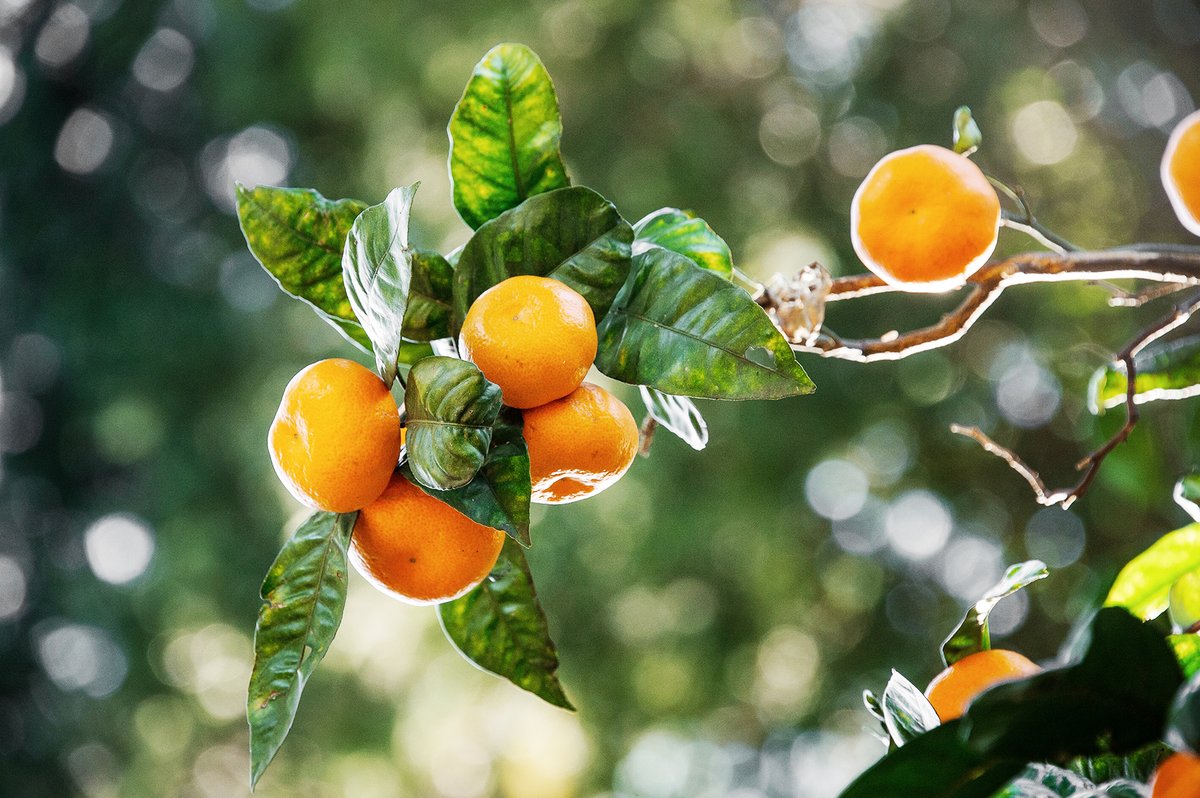 🇬🇭 🍋 Zitrusschalen für Europa: Gloria Obeng-Mensah von Bio Tropical aus #Ghana berichtet über die Zusammenarbeit mit dem deutschen Import Promotion Desk und wie der Sprung auf den europäischen Markt gelingt. africa-business-guide.de/de/praxis/erfa…