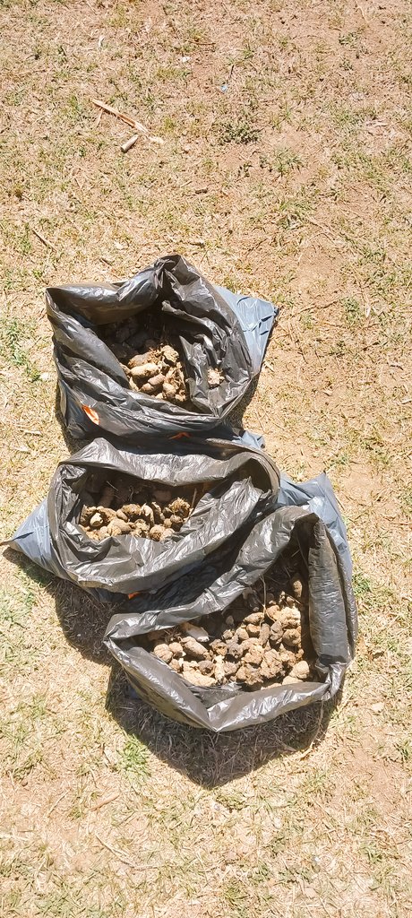 vic_ciutadania's tweet photo. 📸 Hem retirat 7 kg de 💩 del parc de l'Era d'en Sellés. 😠
Les femtes  poden perjudicar la salut del teu 🐕 i posen en risc la salubritat pública. 😷 Per això les multes són de 500 euros 💶.
Si tens informació de qui no recull, truca'ns! 626097637. #Agentscívics #VicConvivència https://t.co/PU29KFBW17