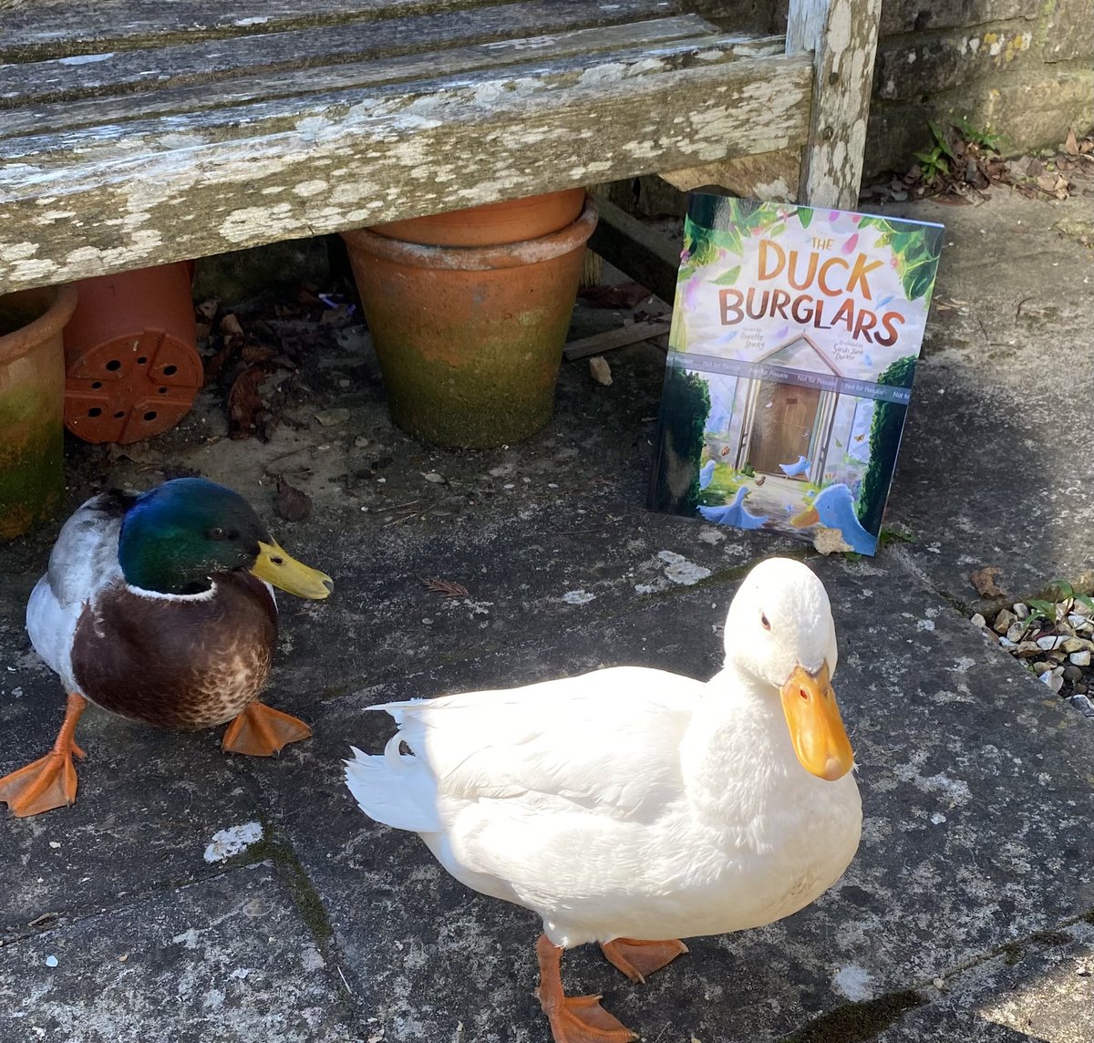 AnnetteStacey10's tweet photo. Unique Proof Readers! These ducks can’t wait for their story to be told! 🦆🍰📚#TheDuckBurglars #writerscommunity #Iamwriting #SpringStories #Childrensbook #bedtimestories #earlyyears @sarahjdocker https://t.co/okblZe7OH5