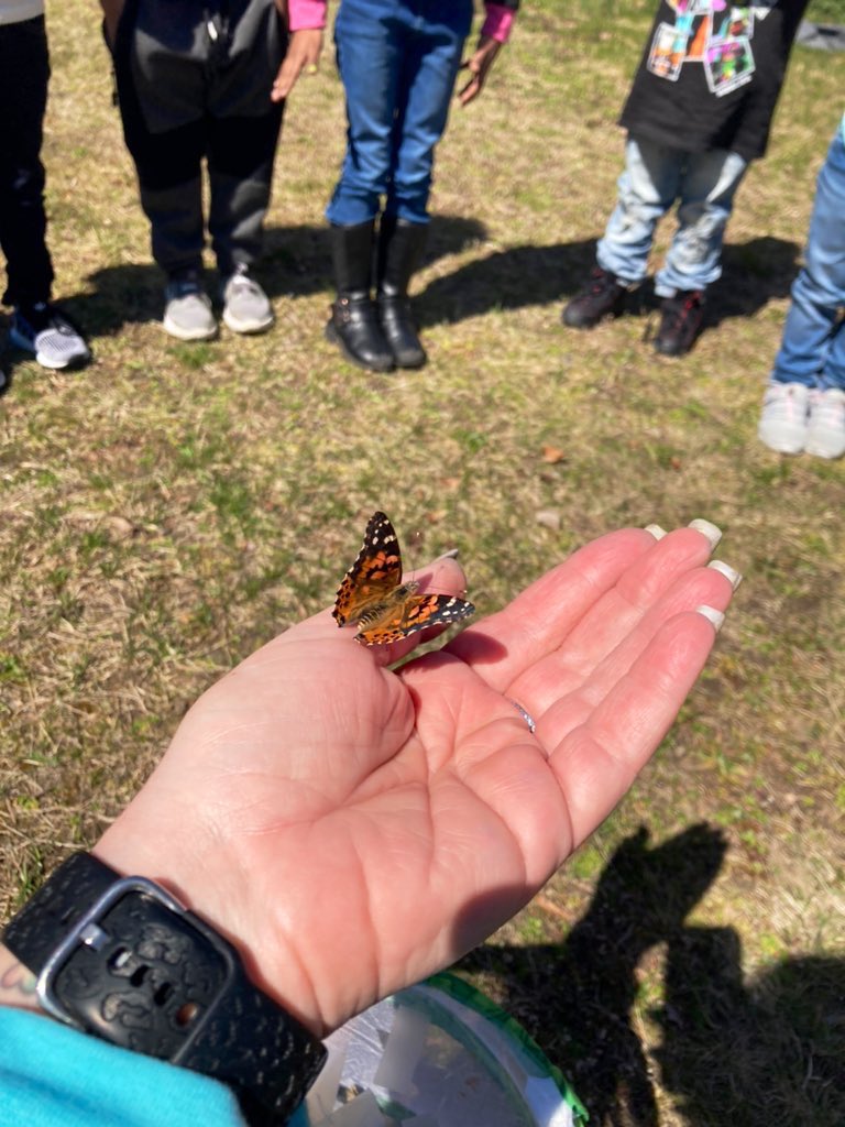 Ms_M_Kteacher's tweet photo. It was a busy, but amazing day in #Kindergarten! We kicked off #ReadingWeek with some great guest readers; a school committee member & a former #wktanchor student. We also released our Painted Lady Butterflies. #towniepride #teamwhiteknact #metamorphosis #reallifescience https://t.co/qZNctUzXyE