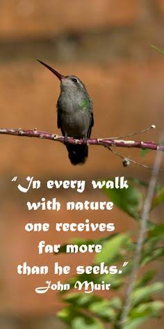 #hummingbird #hummingbird_spot  #hummingbirdfeeders