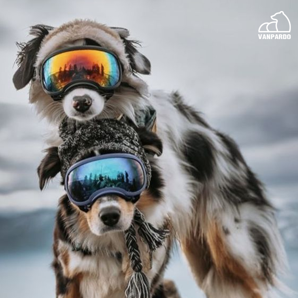 😎Excellent! The two brothers put on goggles and went to play in the snow!
.
.
.
#vanpardo_online #vanpardo #pet #dog #dogs #petlover #petlovers #doglife #doglovers #doggoggles #doggoggles📷