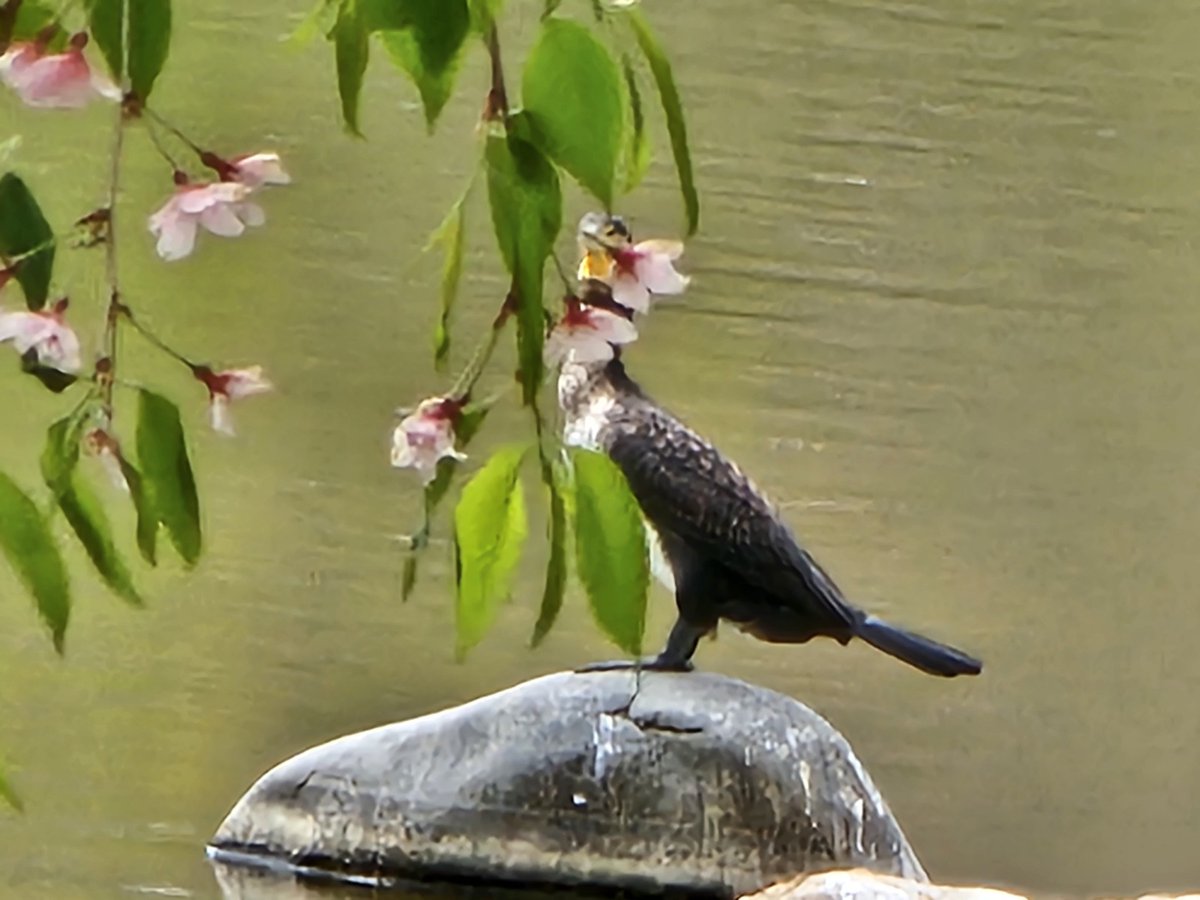 순천만 국가 정원 오세용. 
즤 동네 인데 정말 잘해 뒀어요. 
무휴님 오셔서 거의 이년 만에 가봄.. 그늘막도 많고  운동하기도, 쉬기도 좋아요. 진짜 넓어서 두어 시간 동안 반 돌다가 비 와서 나왔어요. 진짜 크고 볼 거 많아요. 순천만 국가 정원~