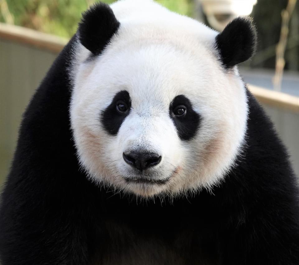 taylorcava's tweet image. Miracle cub. @NationalZoo @jeanniemouse1 @bluestone356 @meganh44 @VRValicento @VaPriestess @Carolyn50684544 @sweetg12651 @LoveofPandas1 @zhiluniannian @24ichico @mtdc @angelan @fpereira @thenwchica @jeffjthompson @AbigailGerhardt @pandas_fr @DCist @PookieDigi4Ever  #pandastory