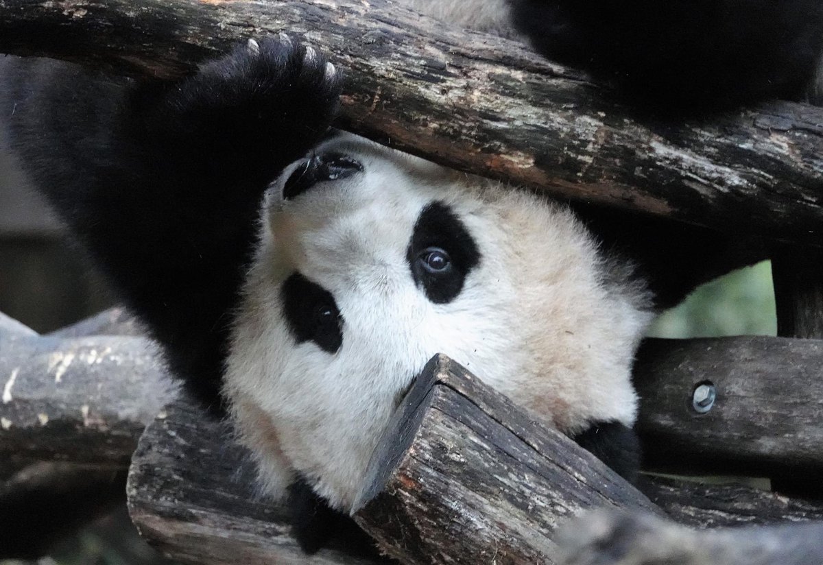 taylorcava's tweet image. Miracle cub. @NationalZoo @jeanniemouse1 @bluestone356 @meganh44 @VRValicento @VaPriestess @Carolyn50684544 @sweetg12651 @LoveofPandas1 @zhiluniannian @24ichico @mtdc @angelan @fpereira @thenwchica @jeffjthompson @AbigailGerhardt @pandas_fr @DCist @PookieDigi4Ever  #pandastory