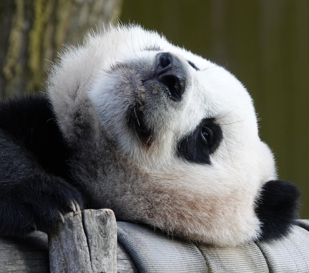 taylorcava's tweet image. Miracle cub. @NationalZoo @jeanniemouse1 @bluestone356 @meganh44 @VRValicento @VaPriestess @Carolyn50684544 @sweetg12651 @LoveofPandas1 @zhiluniannian @24ichico @mtdc @angelan @fpereira @thenwchica @jeffjthompson @AbigailGerhardt @pandas_fr @DCist @PookieDigi4Ever  #pandastory