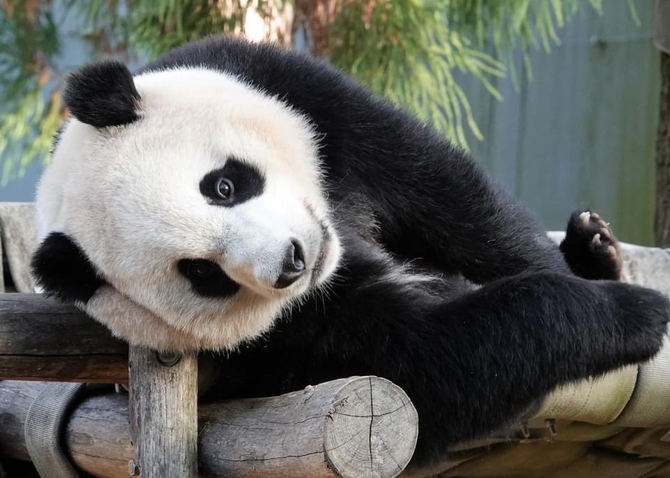 taylorcava's tweet image. Miracle cub. @NationalZoo @jeanniemouse1 @bluestone356 @meganh44 @VRValicento @VaPriestess @Carolyn50684544 @sweetg12651 @LoveofPandas1 @zhiluniannian @24ichico @mtdc @angelan @fpereira @thenwchica @jeffjthompson @AbigailGerhardt @pandas_fr @DCist @PookieDigi4Ever  #pandastory