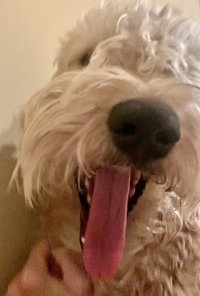 TerrierWheaten's tweet photo. 😛😛Happiness is TOT!😛😛
#wheatenterrier #TOT #dogsoftwitter #hi https://t.co/1Q5oQmyMu3