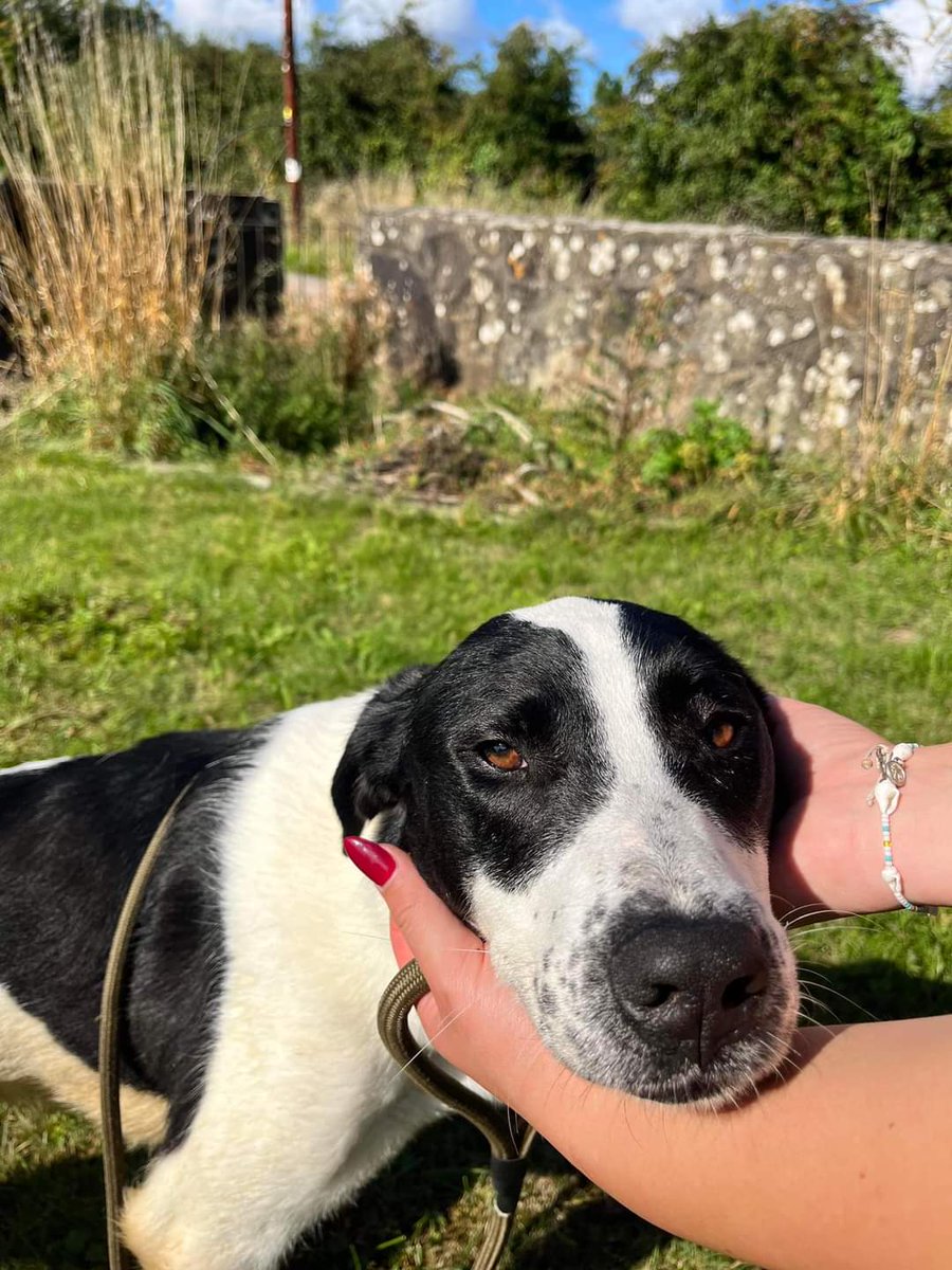 SCD_Rescue's tweet photo. CRYSTAL
💔How long does this beautiful girl have to wait💔

She loves the ladies at kennels, is off lead in the field as she just follows them everywhere.

Please, please consider fostering or adopting her.

 https://t.co/J4OxoYK1Ie https://t.co/kaMpyGuQ0u