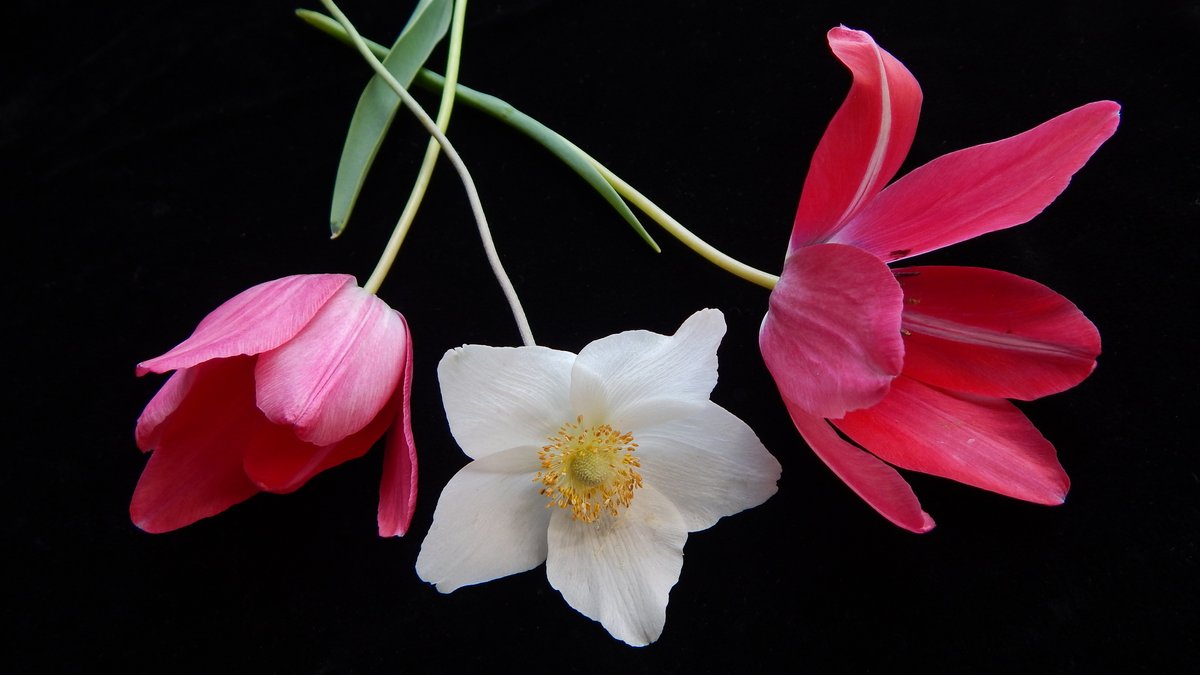 Лечебная музыка Фредерика Шопена 🌺 Успокаивает Нервную Систему. youtu.be/uIMK42GcVwc через <a href="/YouTube/">YouTube</a>