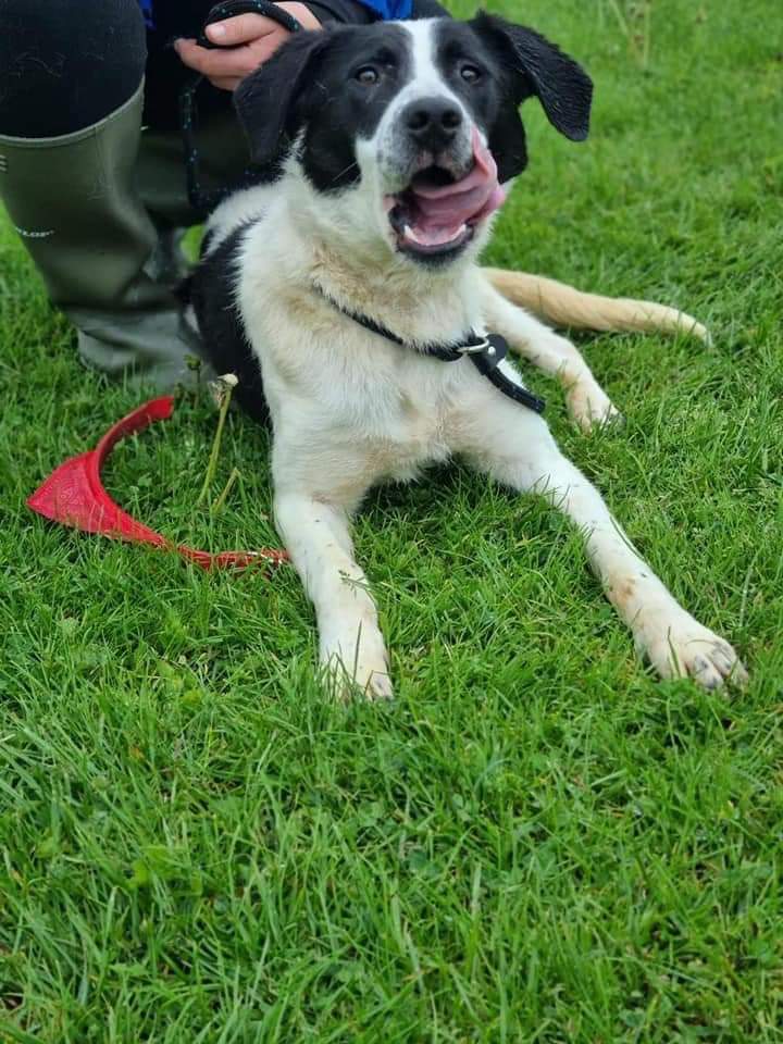 SCD_Rescue's tweet photo. CRYSTAL
💔How long does this beautiful girl have to wait💔

She loves the ladies at kennels, is off lead in the field as she just follows them everywhere.

Please, please consider fostering or adopting her.

 https://t.co/J4OxoYK1Ie https://t.co/kaMpyGuQ0u
