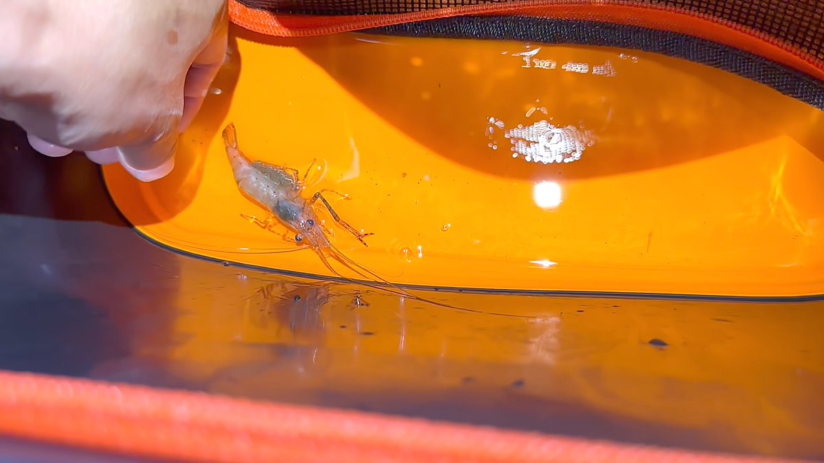 FishingShroom's tweet photo. A varied haul is always welcome on the Parra river. That's the result from the session the other night with the boys. I picked up the usual suspects on the squid and a feisty prawn with claws and eggs which was released. Mate scores a mudcrab on a squid mantle https://t.co/Mw7W2mSXnw
