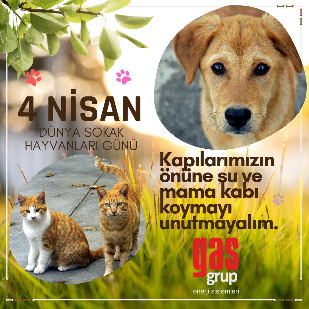 gasgrup's tweet photo. #4nisandünyasokakhayvanlarıgünü https://t.co/xfDmr082sJ