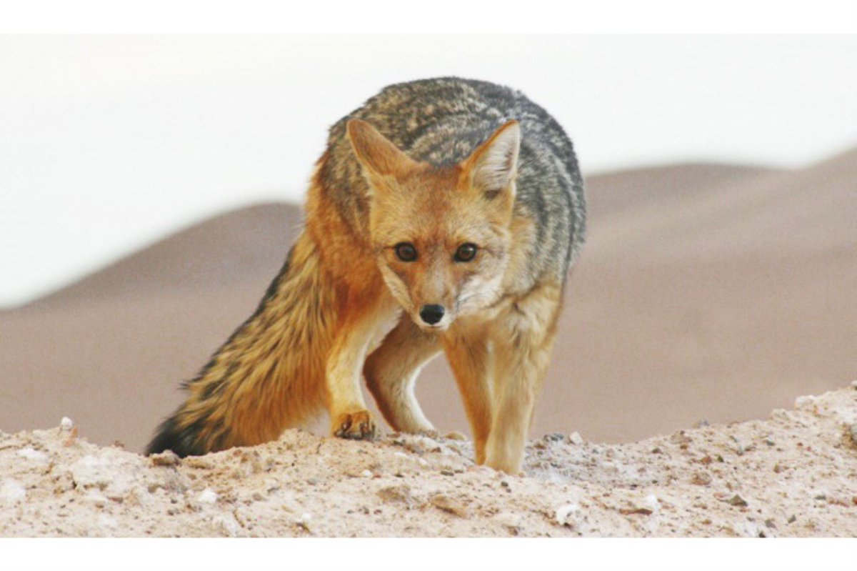 Agencia_Andina's tweet photo. Ante los reportes de vecinos sobre el avistamiento de zorros en La Molina, el @SerforPeru y la municipalidad distrital recomiendan no interactuar con estos animales silvestres, no intentar atraparlos y mantener a buen recaudo a sus mascotas. https://t.co/IdYsFJaZ21 https://t.co/IWn9xtohEq