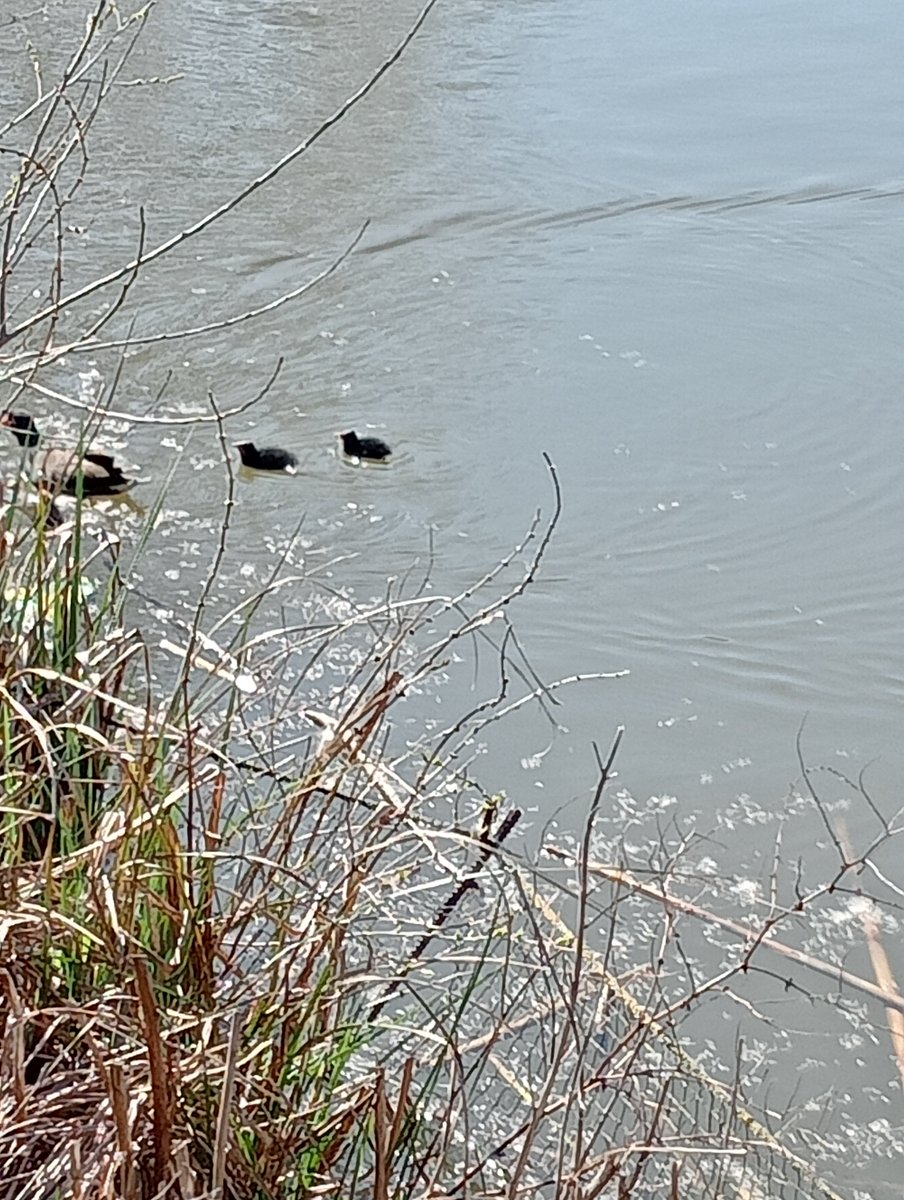 ecoevoenviro's tweet image. Lovely walk on @Uni_of_Essex #campus - moorhens have hatched and this girl has some on the way - didn't find any 🦆 hens on nest - also look at these monsters sunning themselves near the #nofishing sign 😂
