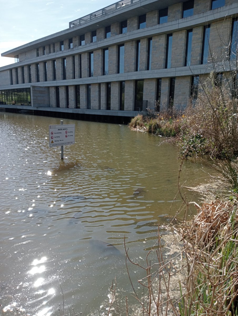 ecoevoenviro's tweet image. Lovely walk on @Uni_of_Essex #campus - moorhens have hatched and this girl has some on the way - didn't find any 🦆 hens on nest - also look at these monsters sunning themselves near the #nofishing sign 😂