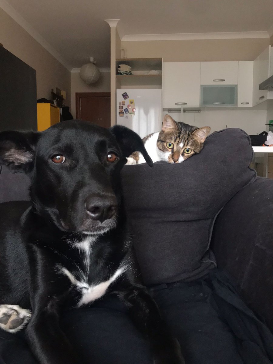 KaosGL's tweet photo. Işık Cemre Güngör Lui ve Simba'yı anlatıyor: “Ya buluşamasaydık ya onlar olmasaydı diye düşünmek bile içimde kocaman bir boşluk yaratıyor”
https://t.co/EekBM9HLqa
#4NisanDünyaSokakHayvanlarıGünü https://t.co/QvaD2AmqzT