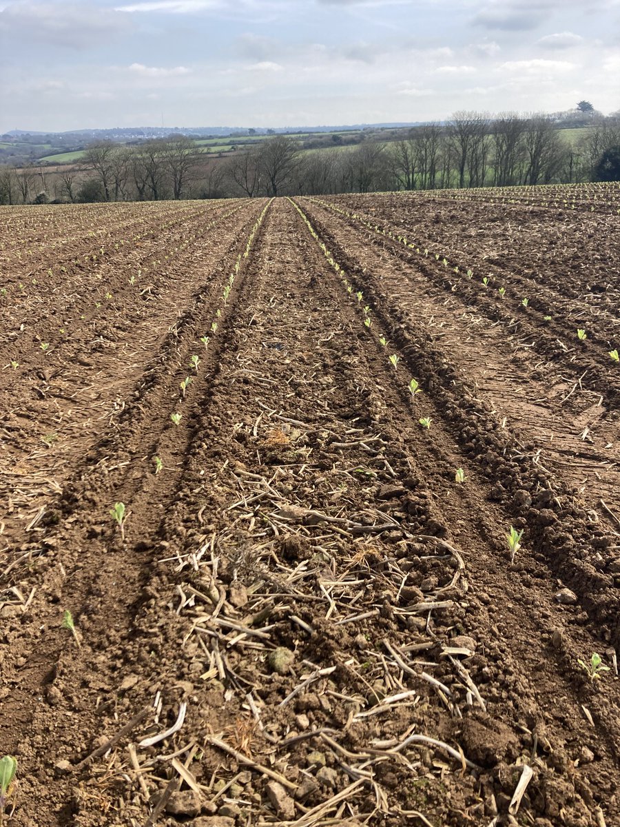 Following a few weeks of rain we are finally able to do some planting. This is Striptill cauliflower following an over wintered multi-species cover crop ⁦@Riviera_Produce⁩ ⁦@hslyfarms⁩ ⁦@HorizonAgri⁩ ⁦@FerrariSrl⁩