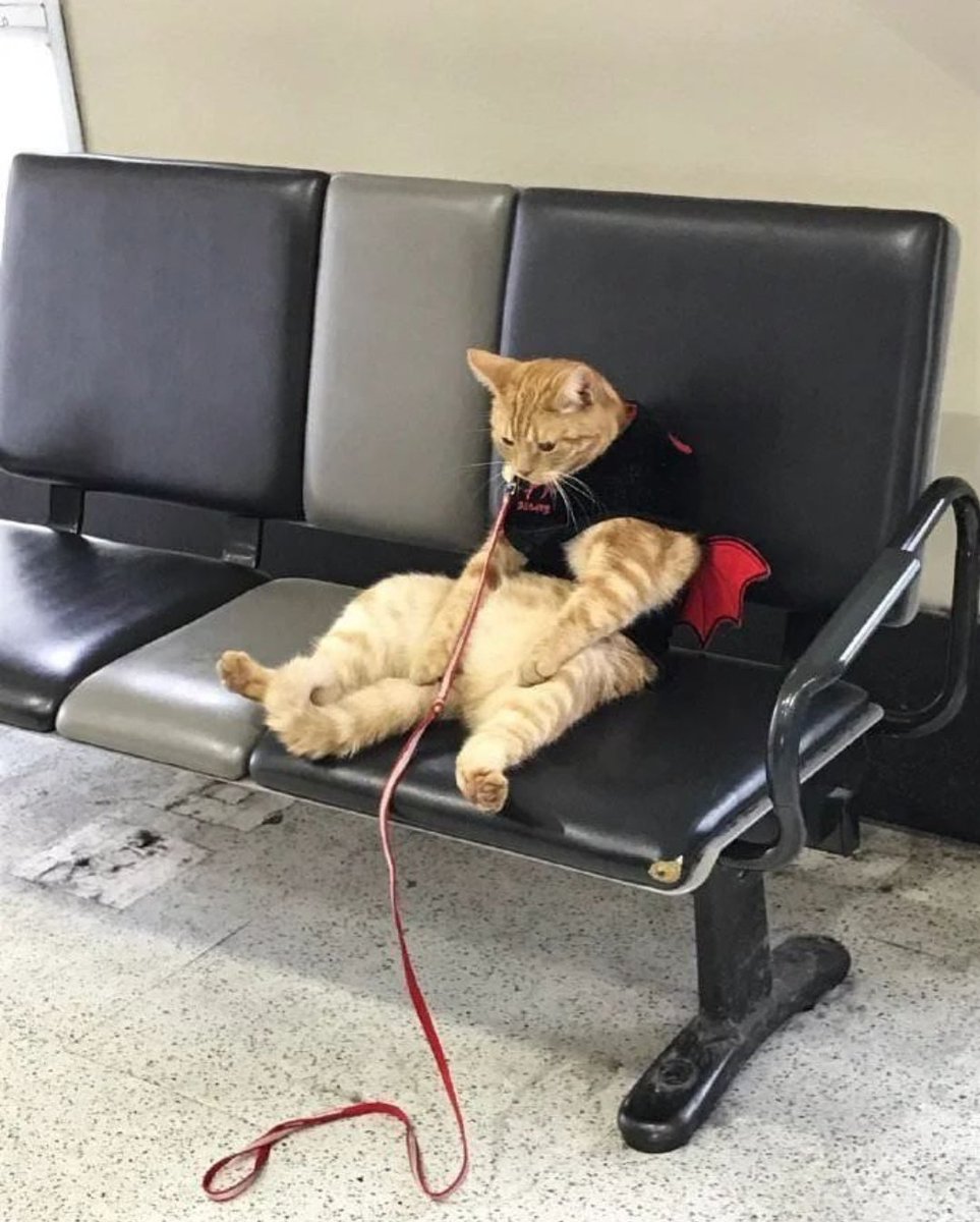 DontShowYourCat's tweet photo. waiting for the bus https://t.co/TrgqRJmk8i