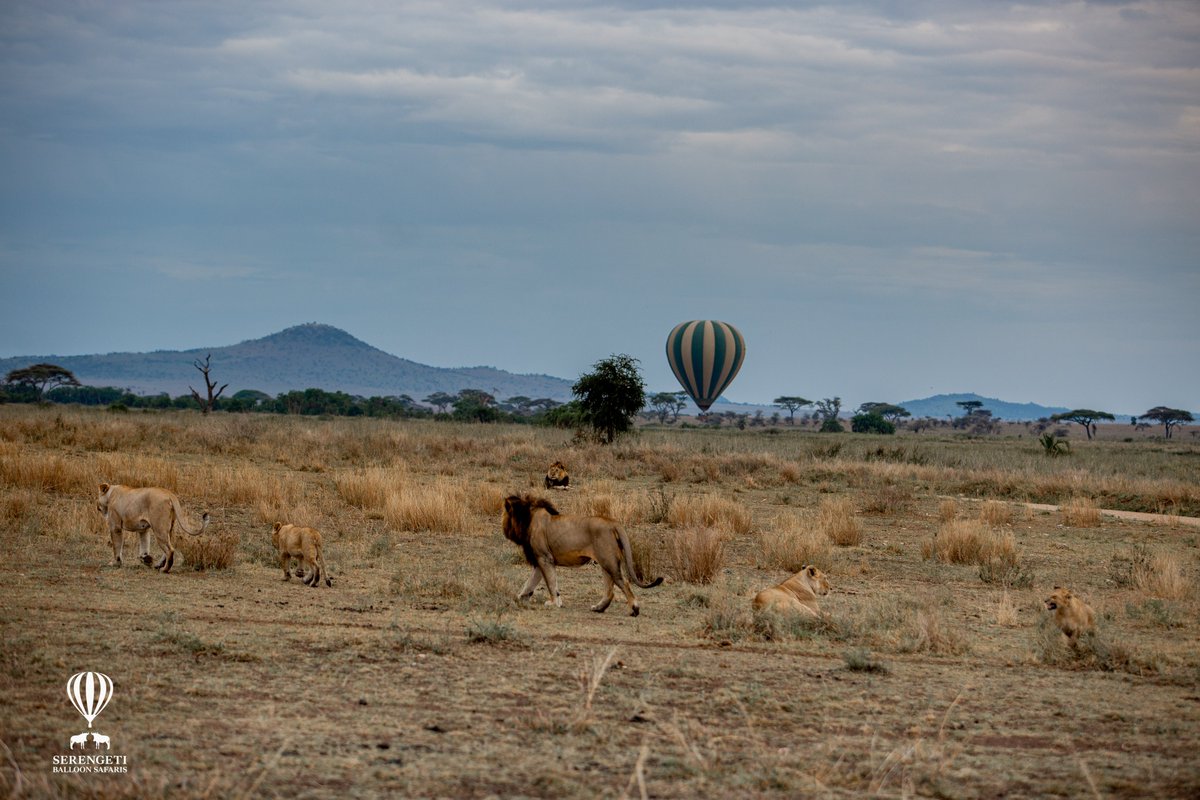 Some things are worth getting up early and this is certainly one of them! Book your Serengeti Balloon Safari today!