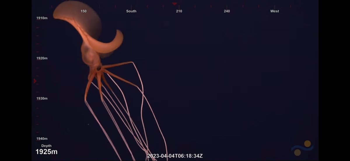 More magnapinna shots. <a href="/SchmidtOcean/">Schmidt Ocean</a> #LostCityVents.