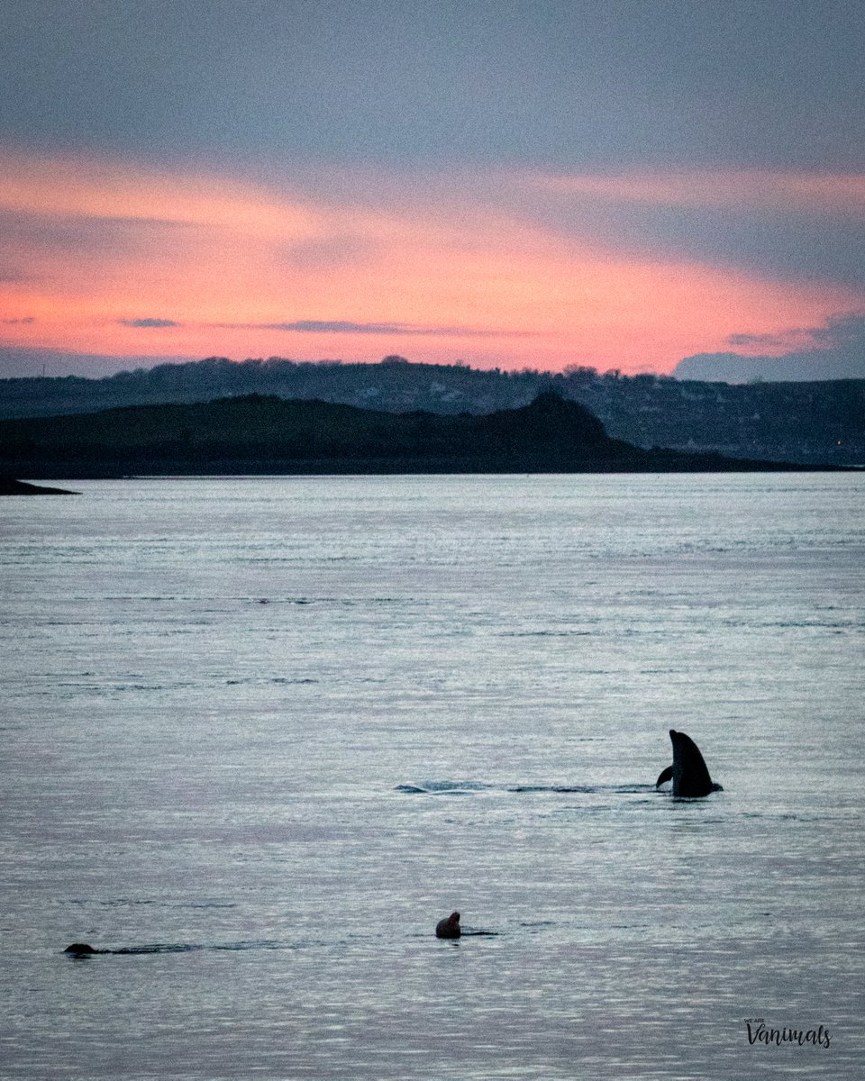 Just when I thought I couldn't love #portaferry life anymore, two dolphins decide to spend the last week milling here. #strangfordlough