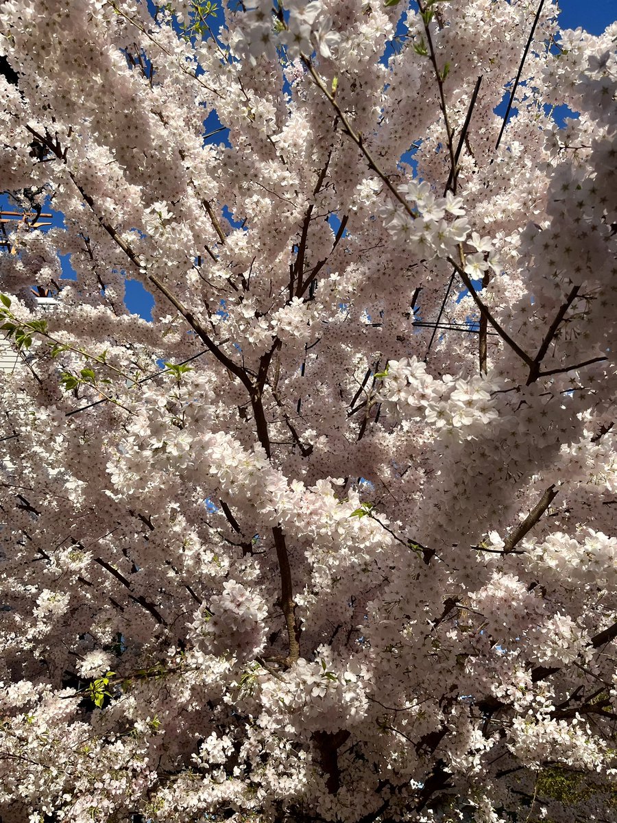 Spotted on my #walktowork this morning. It’s #cherryblossom season in #Philadelphia! 🌸🌸🌸

@CHOP_CPCE @PolicyLabCHOP @CHOP_Research