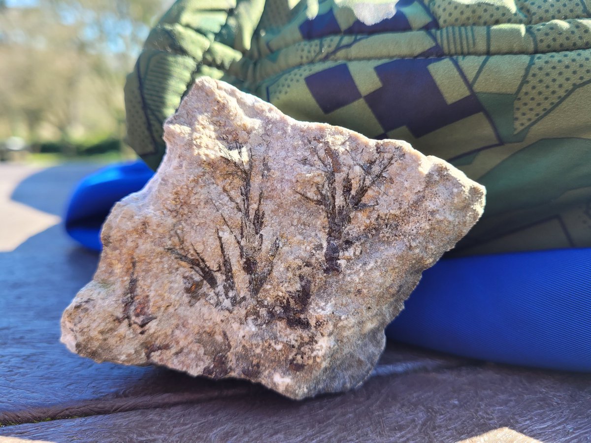 Fossil hunting- #Fossil  #Fossilhunting #quarry