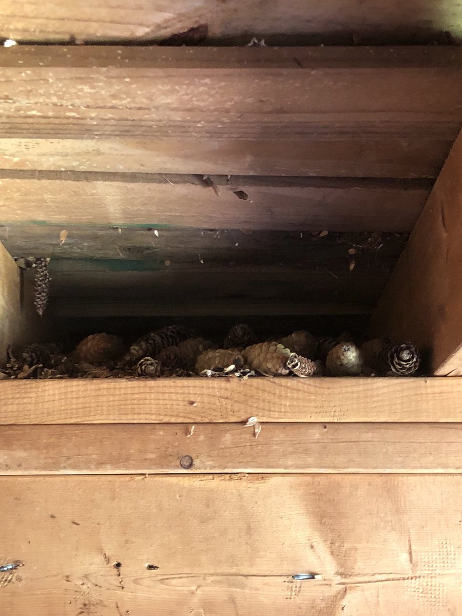 LorisBrockman's tweet photo. @pagetpaget I have one living in my shed. Quite the decorator too! 😂😂 https://t.co/y5PbI5MRGk