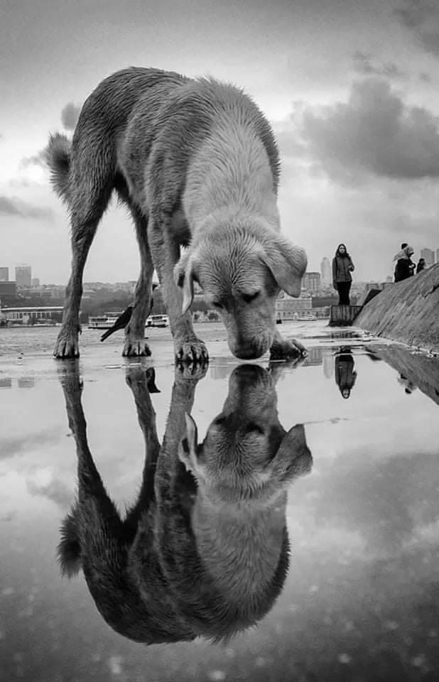 Küreklerlerle ,kurşunlarla ,zehirlerle taşla sopayla , canlı canlı yakılarak her saniye öldürüldüler . Belediyeler yaşatmak yerine hep esarete açlığa mahkum etti. Yapmayın artık,,
Her canlının yaşamaya hakkı var. #4NisanSokakHayvanlarıGünü
#SokakHayvanlarıSahipsizDeğil