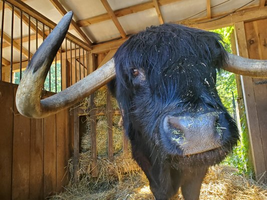 HenrySantoro's tweet image. Boston &amp;amp; Brookline's Allandale Farm opens for the season today.
@GBHNews