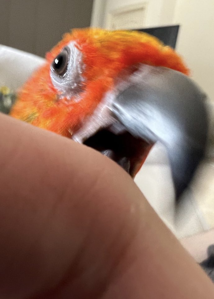 humbracker's tweet image. this   . waut Happen, wen yuo t.aikigne ‘my    penout boutre