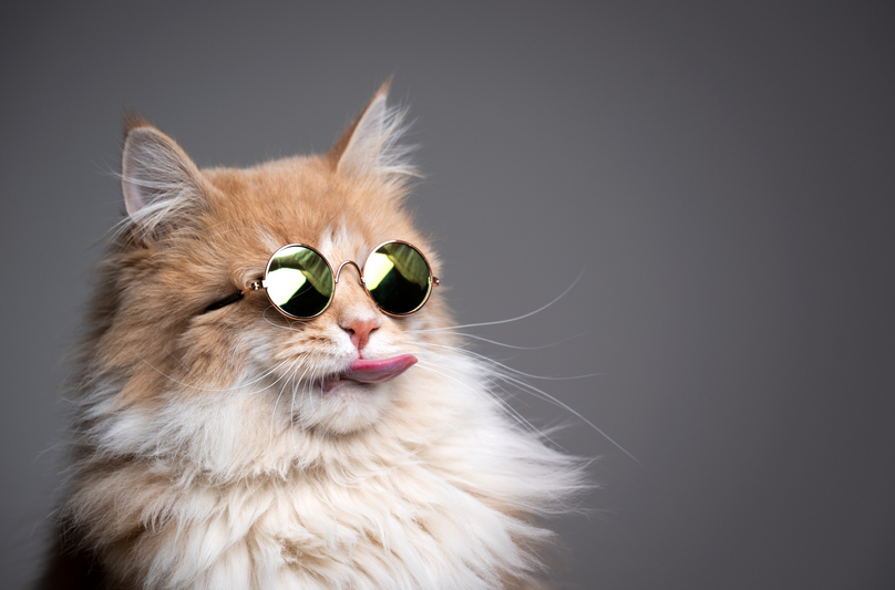 buildifyCC's tweet photo. A study found 20% of #eyewear purchases are made online, and the #ecommerce segment for the industry is expected to increase by over 8% by 2032! If you want to sell #eyeglasses or #sunglasses online, there are #Shopify #themes and #apps that can help! https://t.co/aKDcjIH12B https://t.co/GQqQiXD2cy