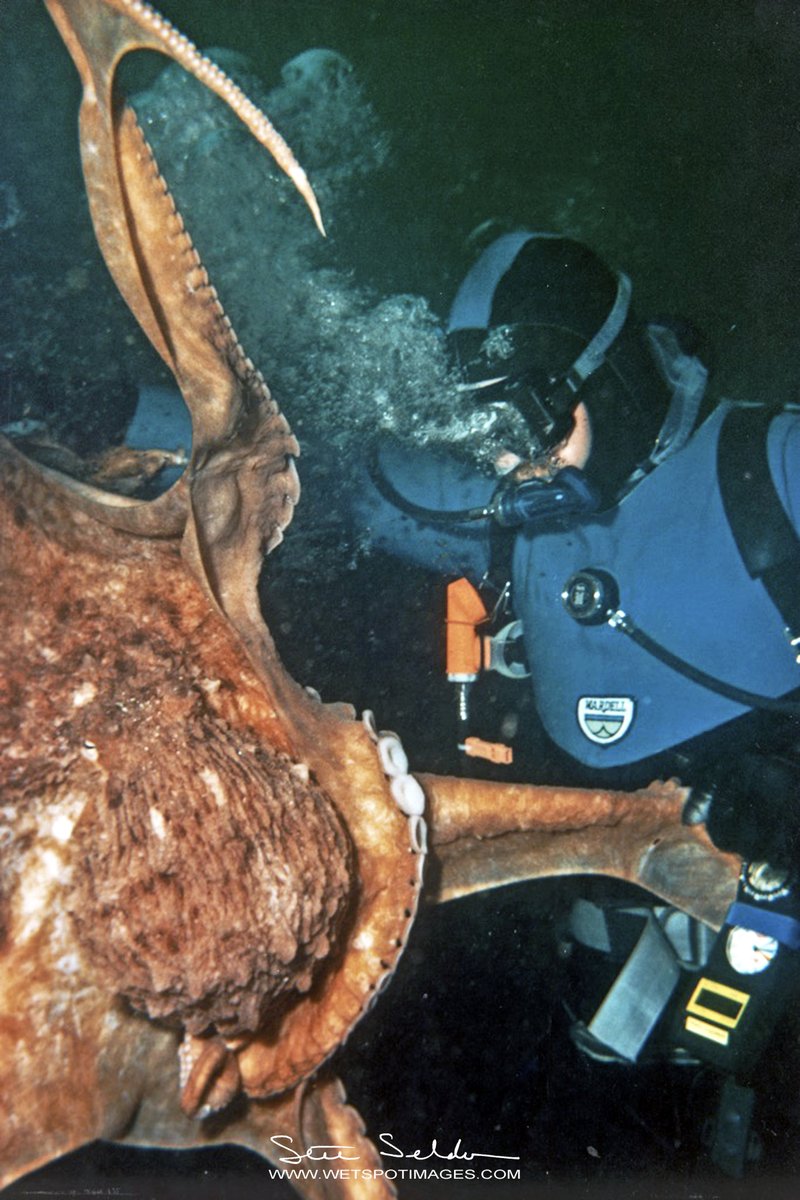 @dianefiedler @jettbritnell @RCGS_SGRC @TheOctoNation @AquaticaDigital @NikonCanada @NatGeo @ExplorersClub @CanGeo @TheScubaNewsCA @Scuba I shot this in 1989, so we have some history. ;-)